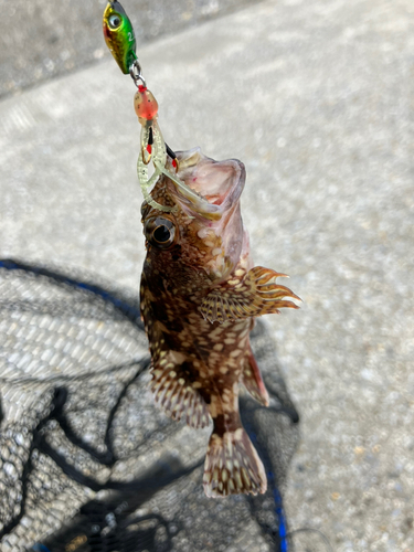 カサゴの釣果