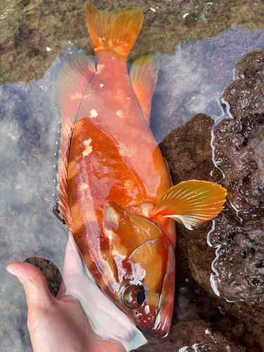 アカハタの釣果