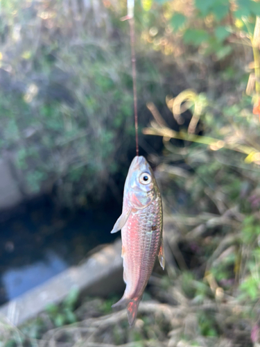 タモロコの釣果