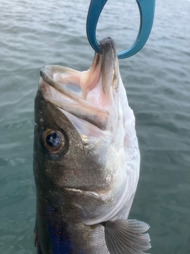 幕張海浜公園