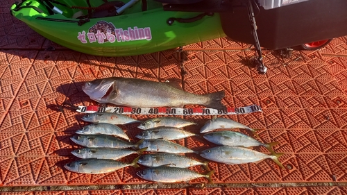 サバの釣果