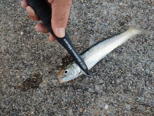 イワシの釣果