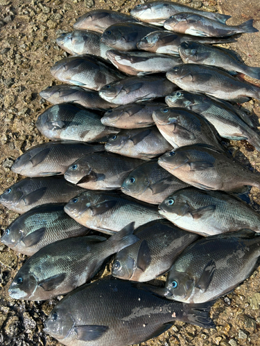 クチブトグレの釣果