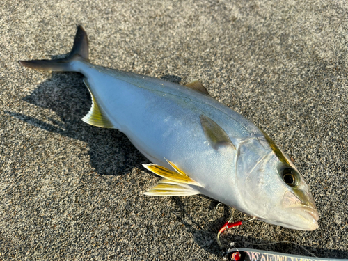 ショゴの釣果