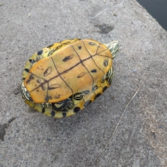 アメリカナマズの釣果