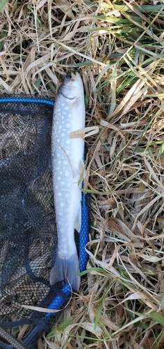 アメマスの釣果