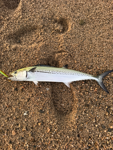 サゴシの釣果