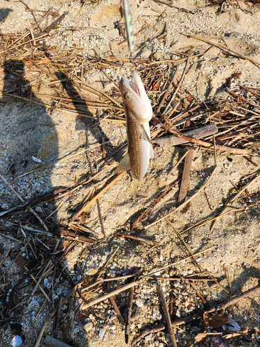 エソの釣果