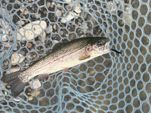 ニジマスの釣果