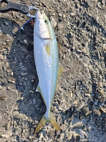 ツバスの釣果