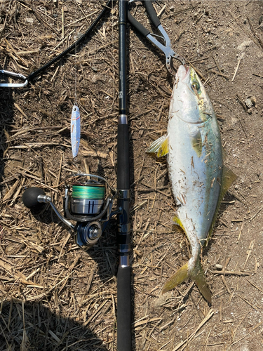 ハマチの釣果