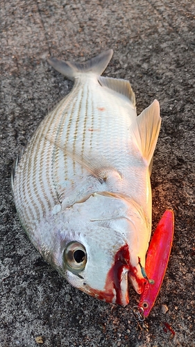 ヘダイの釣果