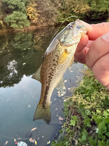 ラージマウスバスの釣果