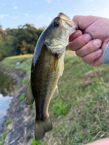 ラージマウスバスの釣果