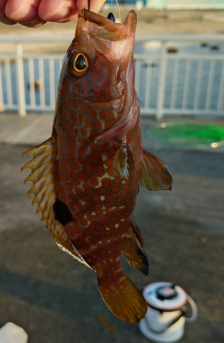 アコウの釣果