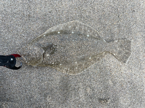 ソゲの釣果