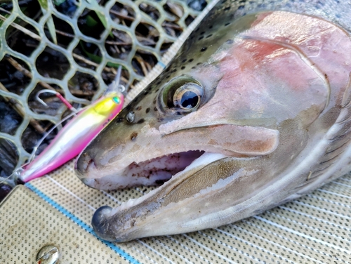 ニジマスの釣果