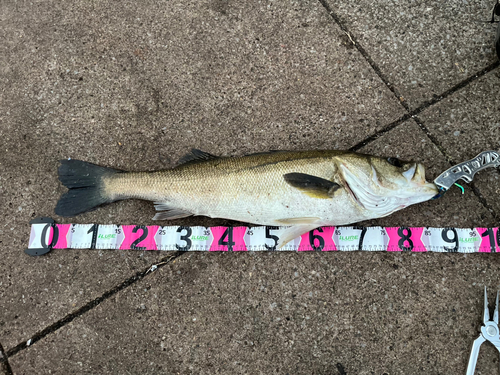 シーバスの釣果