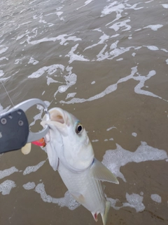 ボラの釣果