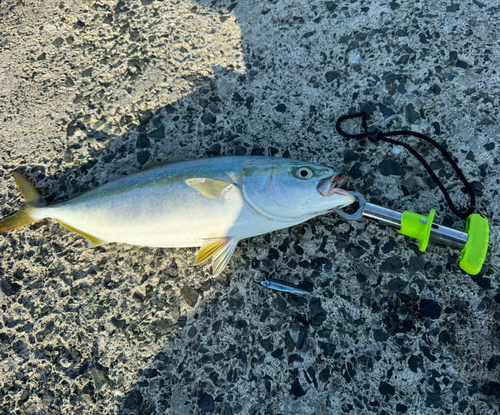 ヤズの釣果