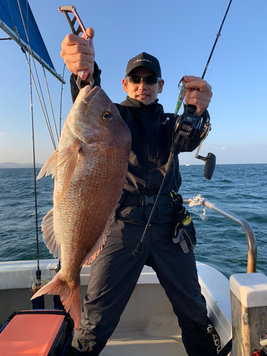 マダイの釣果