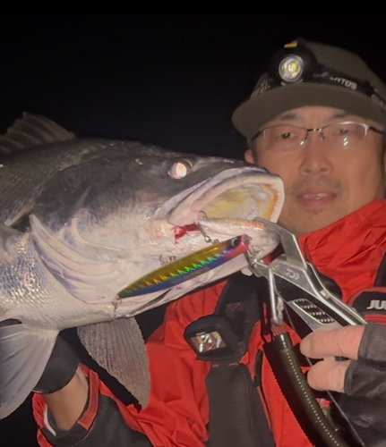 オオニベの釣果