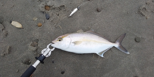 ショゴの釣果