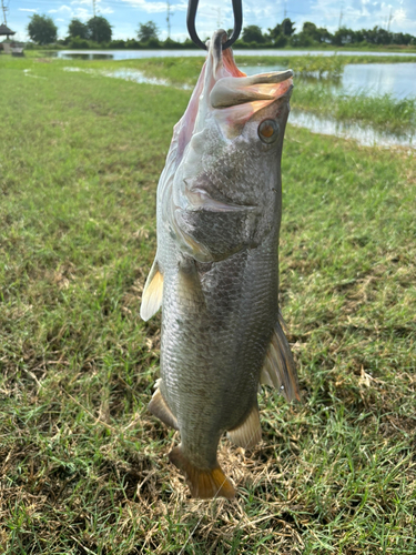 バラマンディの釣果