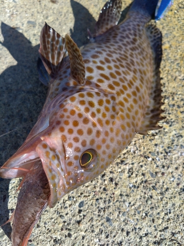 オオモンハタの釣果