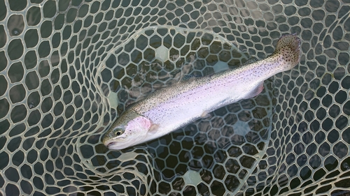 ニジマスの釣果