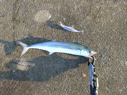 サゴシの釣果