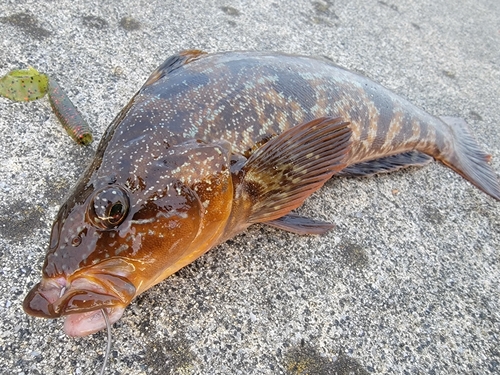 アイナメの釣果