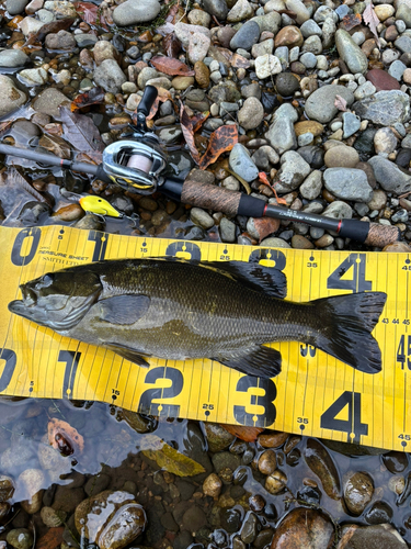 スモールマウスバスの釣果