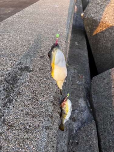 クサフグの釣果