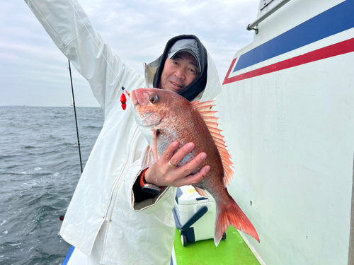 マダイの釣果