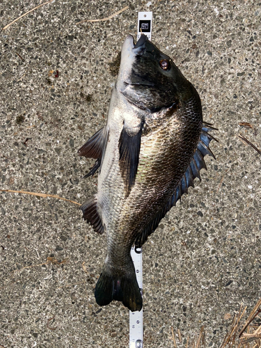 クロダイの釣果