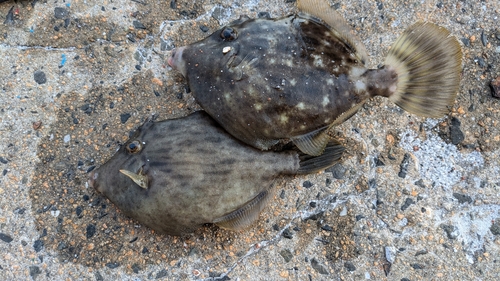 カワハギの釣果