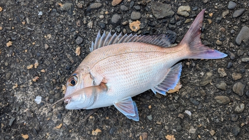 チャリコの釣果