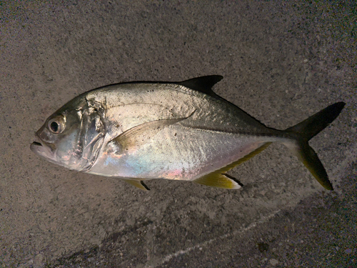 メッキの釣果