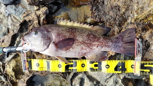 コブダイの釣果