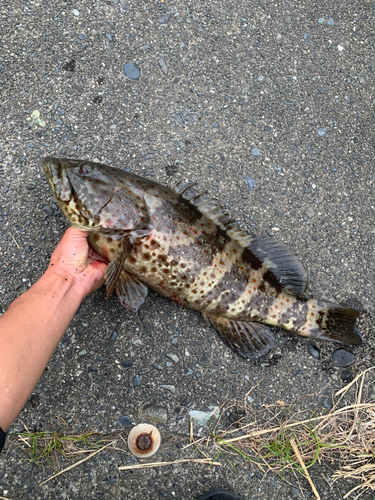 チャイロマルハタの釣果