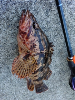 ベッコウゾイの釣果