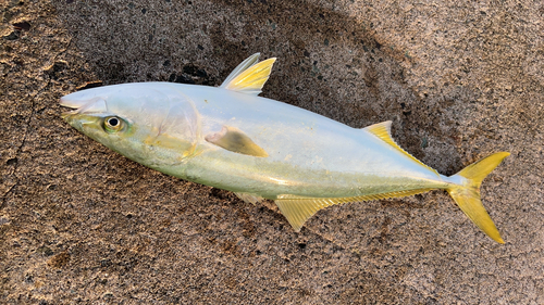 ワラサの釣果