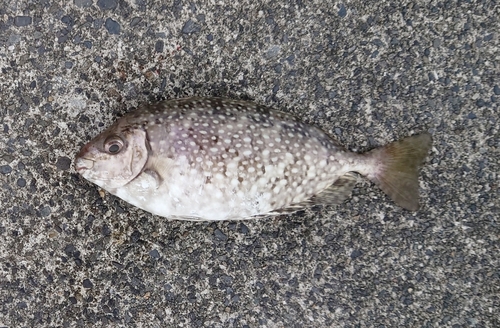 アイゴの釣果