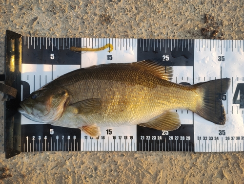 ブラックバスの釣果