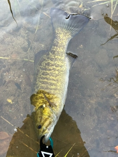 スモールマウスバスの釣果