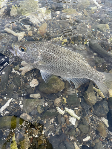 オオクチユゴイの釣果