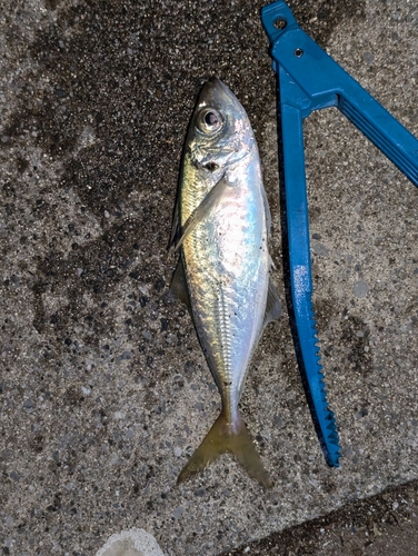 アオアジの釣果