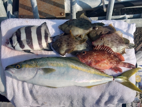 ツバスの釣果