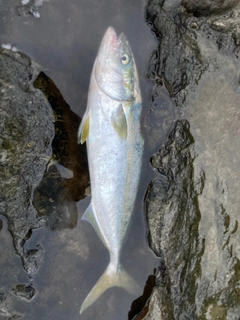 イナダの釣果